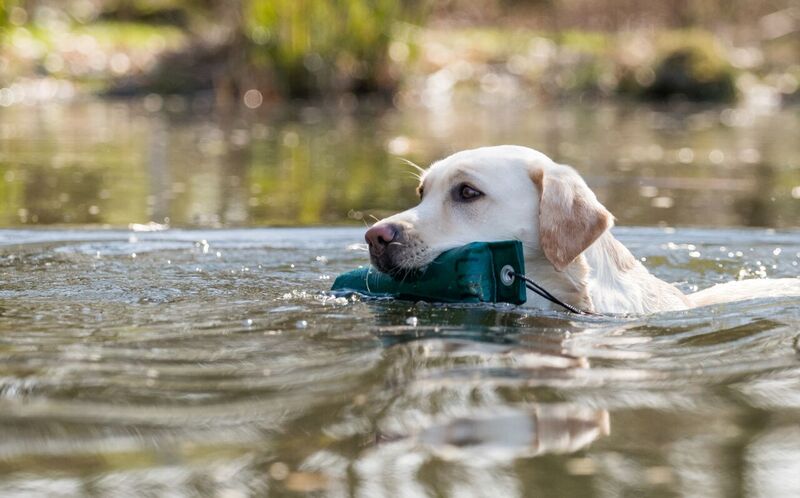 Nala zur Dummy A (Foto Ruth Benger)